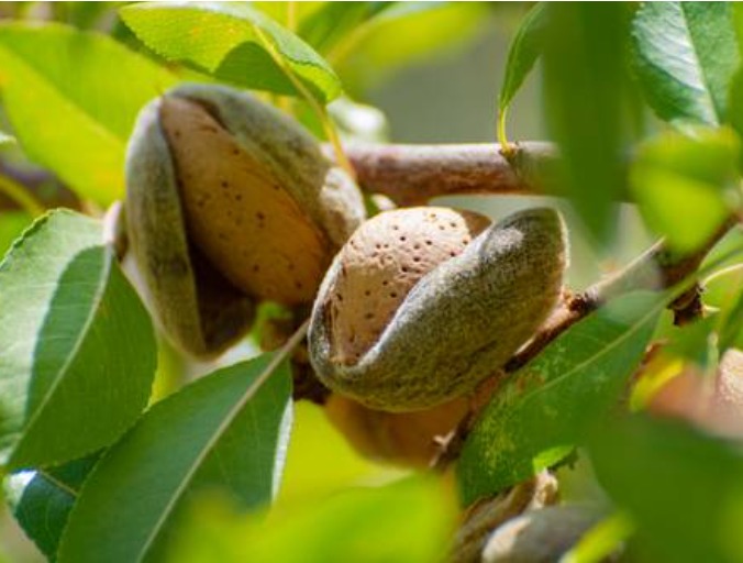 Recogida de almendras