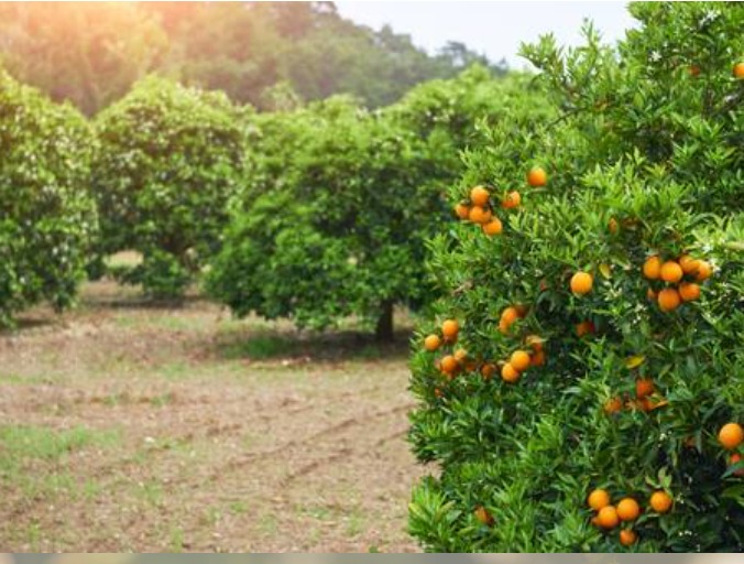 Recogida de naranjas