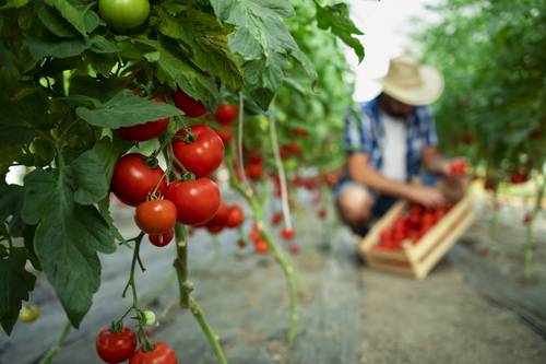 Recogida de tomates y pimientos